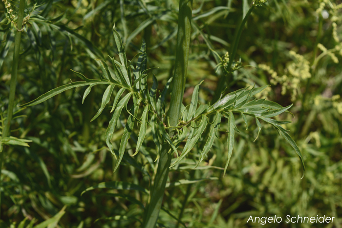 Valeriana polystachya