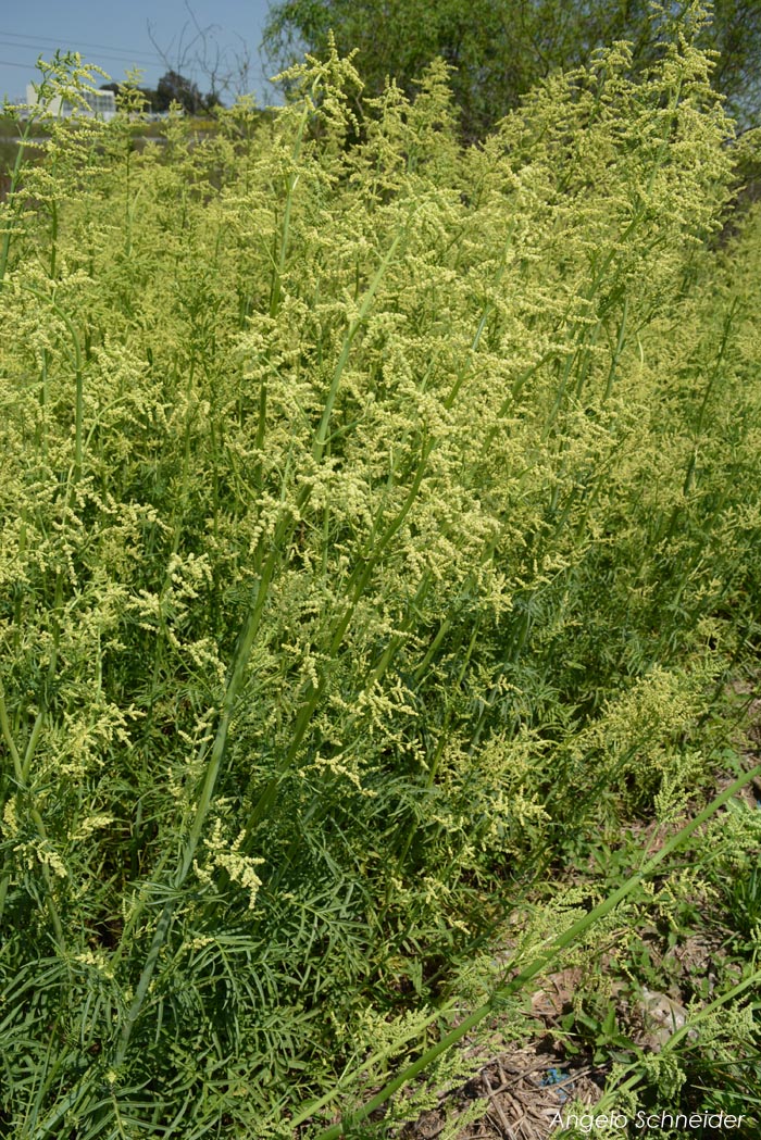 Valeriana polystachya