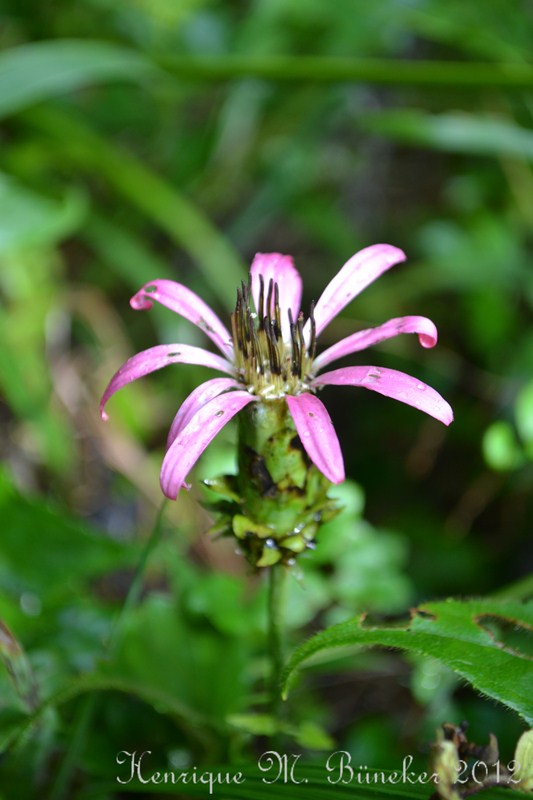 Mutisia speciosa