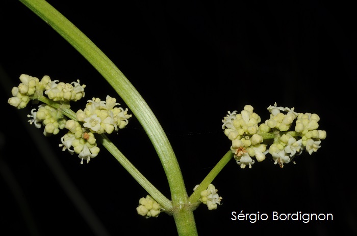 Valeriana eichleriana