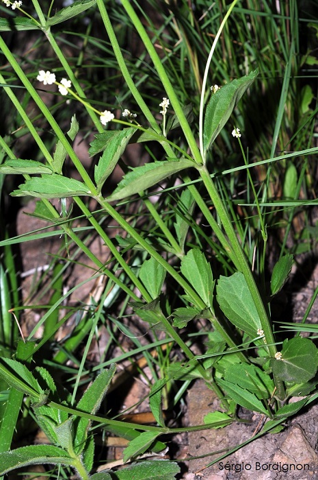 Valeriana eichleriana