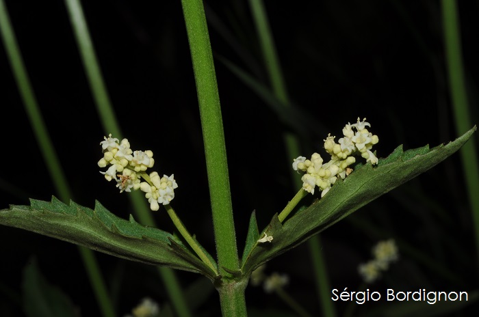 Valeriana eichleriana