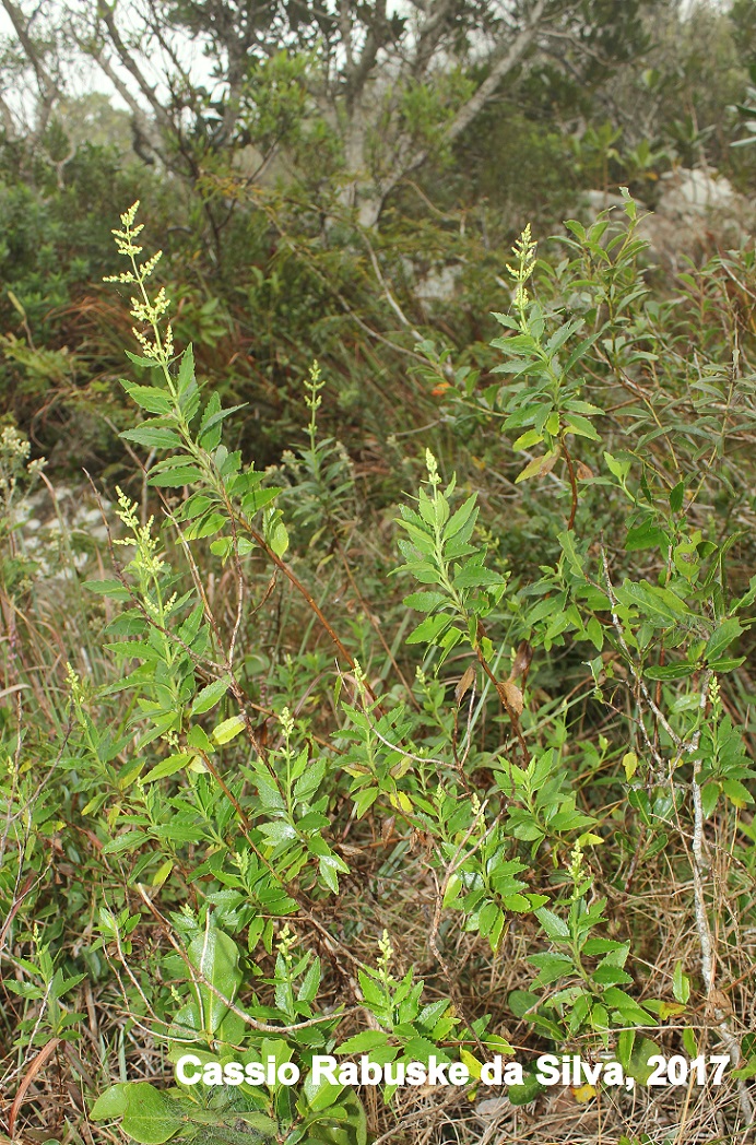 Valeriana chamaedryfolia
