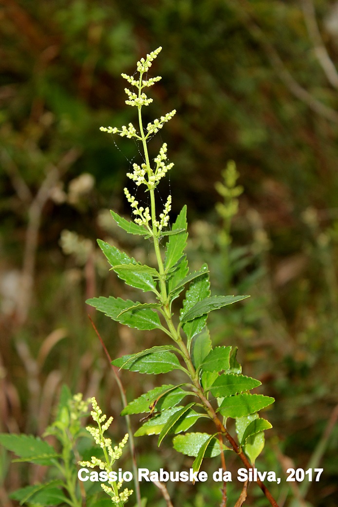 Valeriana chamaedryfolia