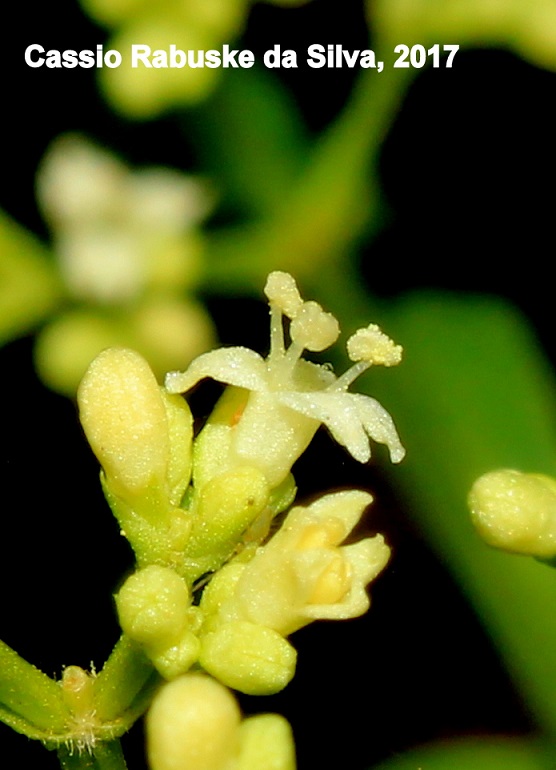 Valeriana catharinensis