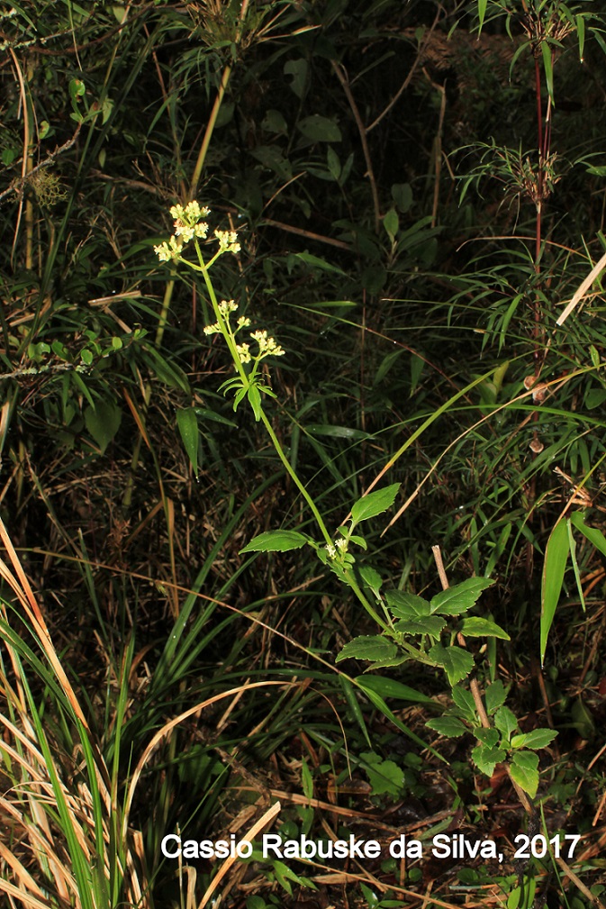 Valeriana catharinensis