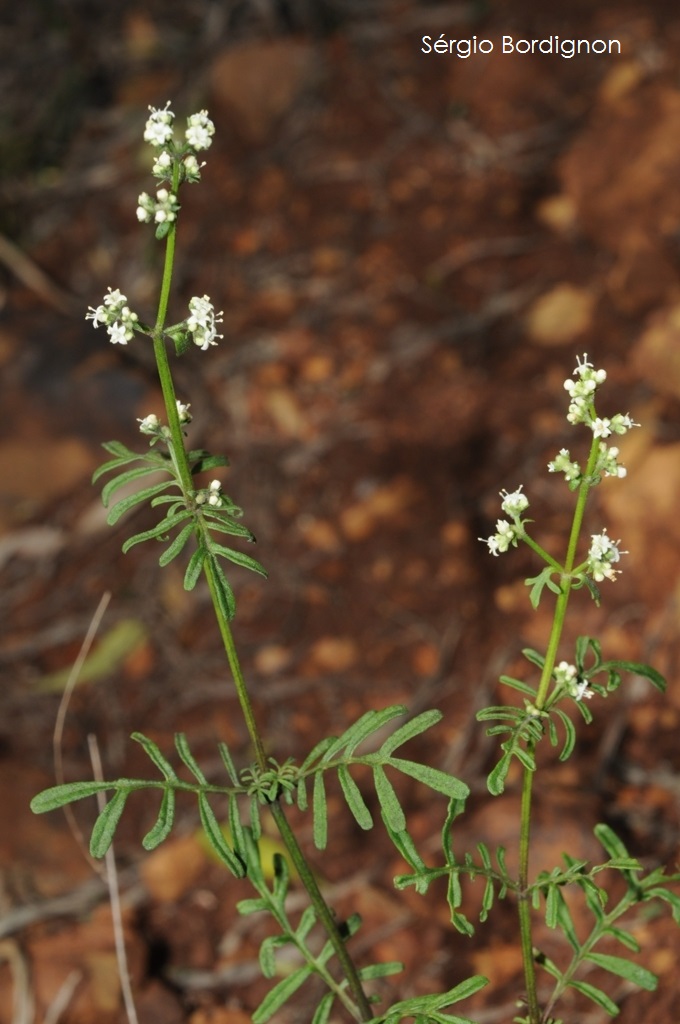 Valeriana bornmuelleri