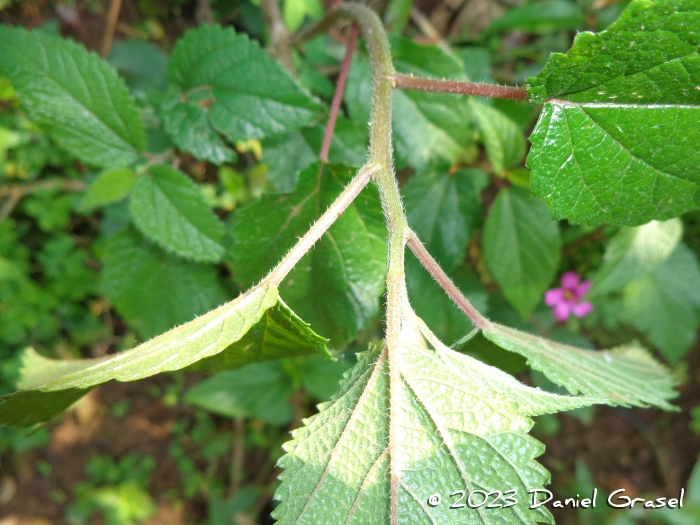 Urera aurantiaca