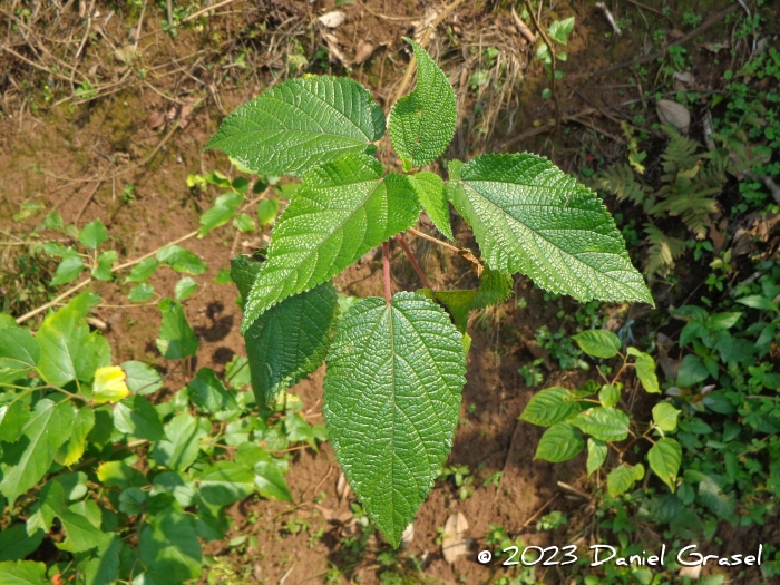 Urera aurantiaca