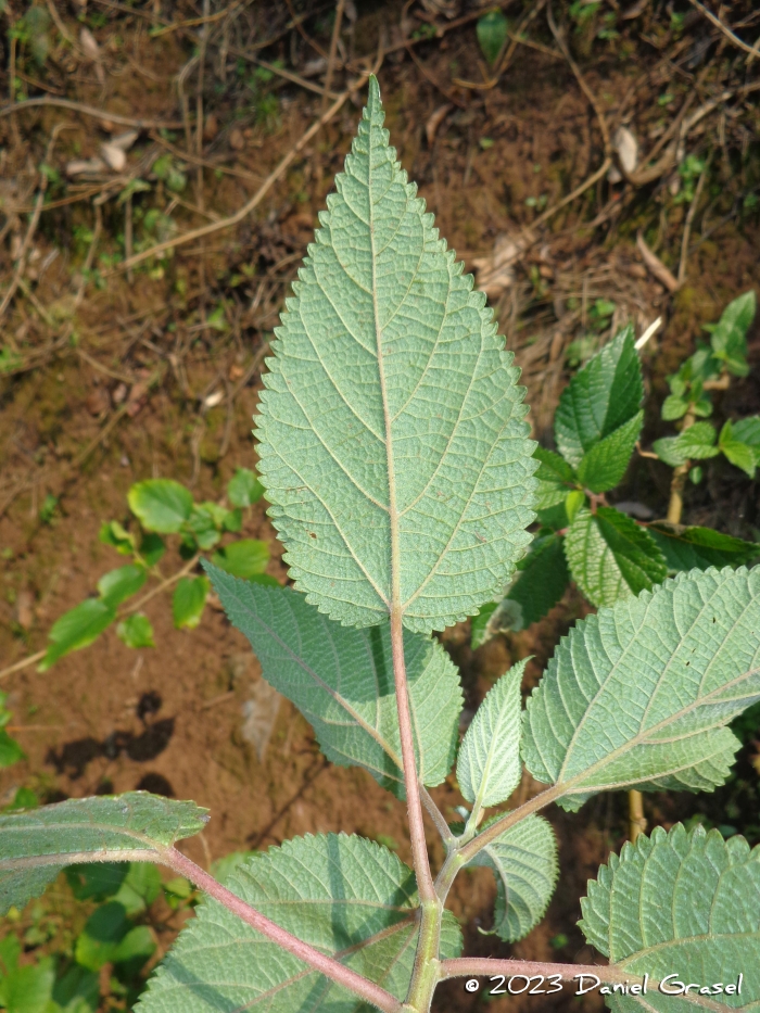 Urera aurantiaca