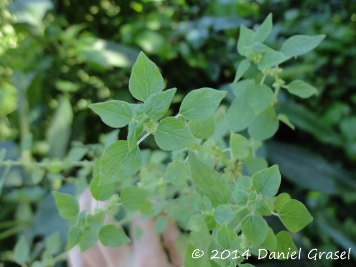 Parietaria debilis