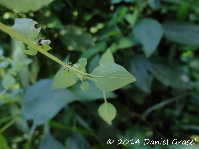 Parietaria debilis