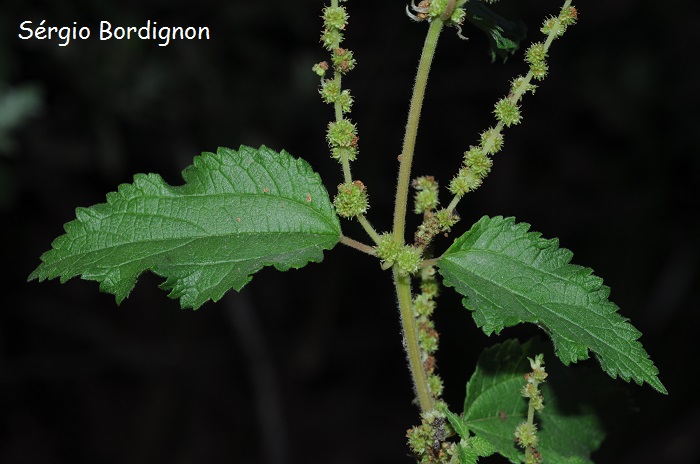 Boehmeria cylindrica