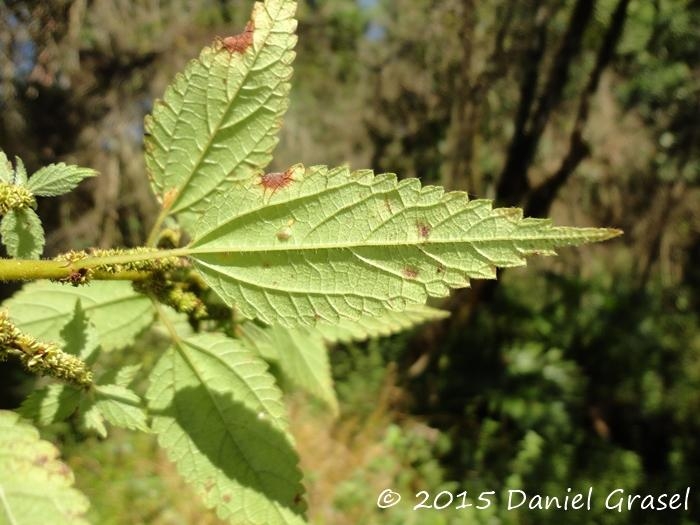 Boehmeria cylindrica