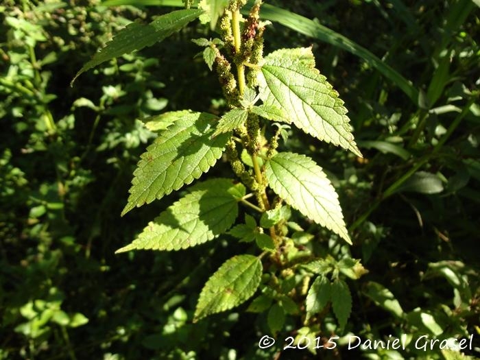 Boehmeria cylindrica