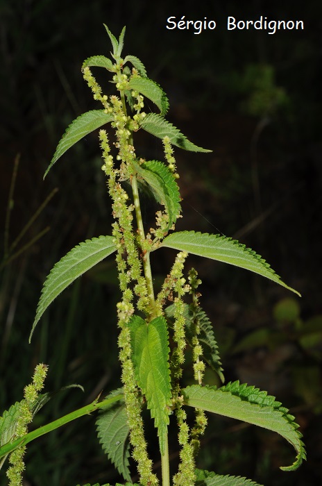 Boehmeria cylindrica