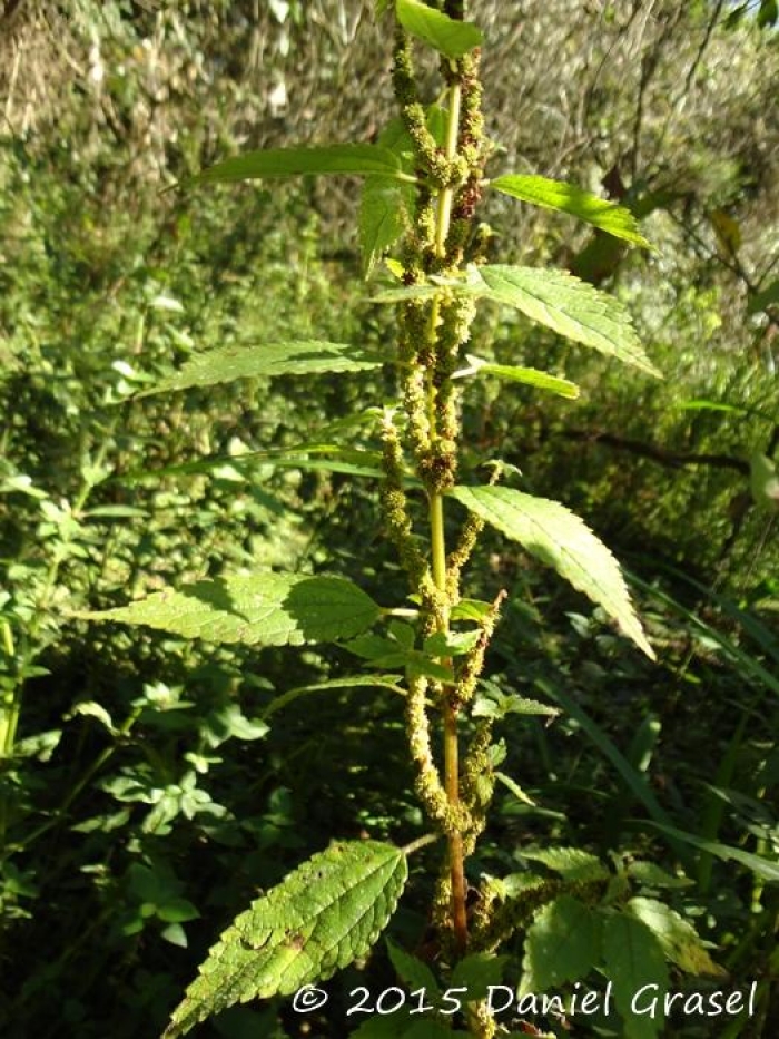 Boehmeria cylindrica