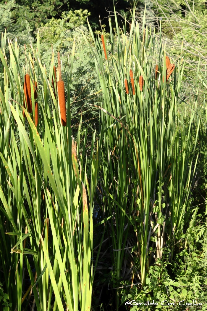 Typha latifolia