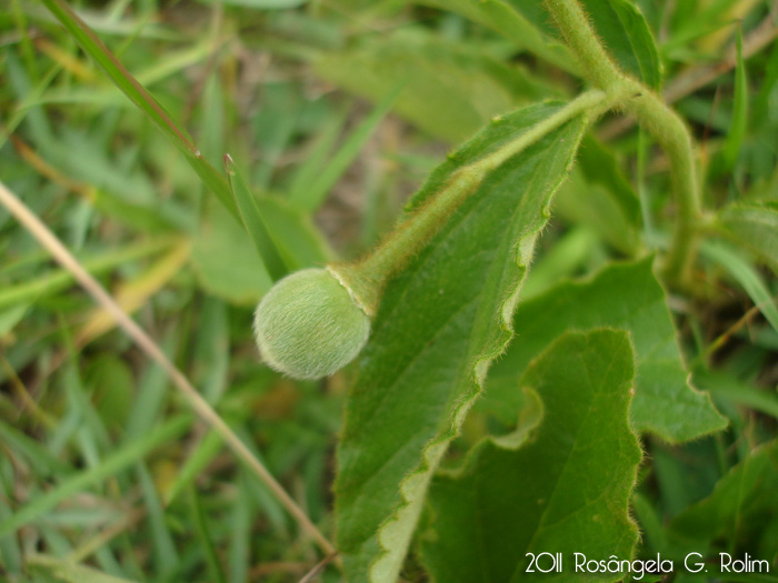 Piriqueta taubatensis