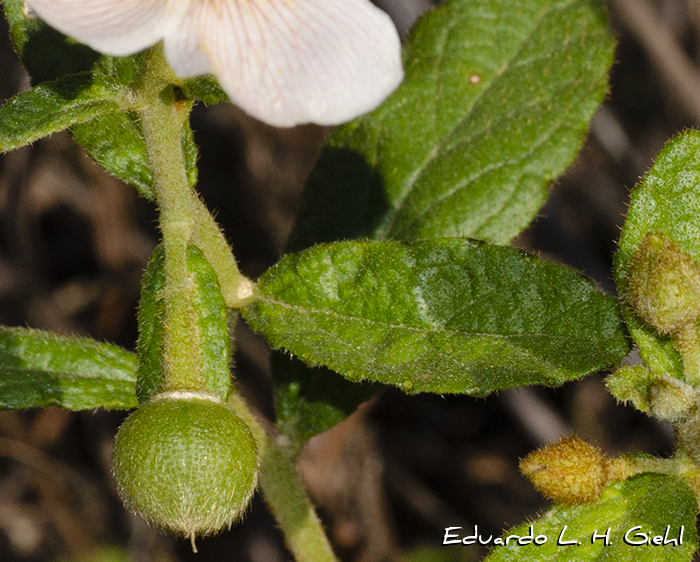 Piriqueta taubatensis