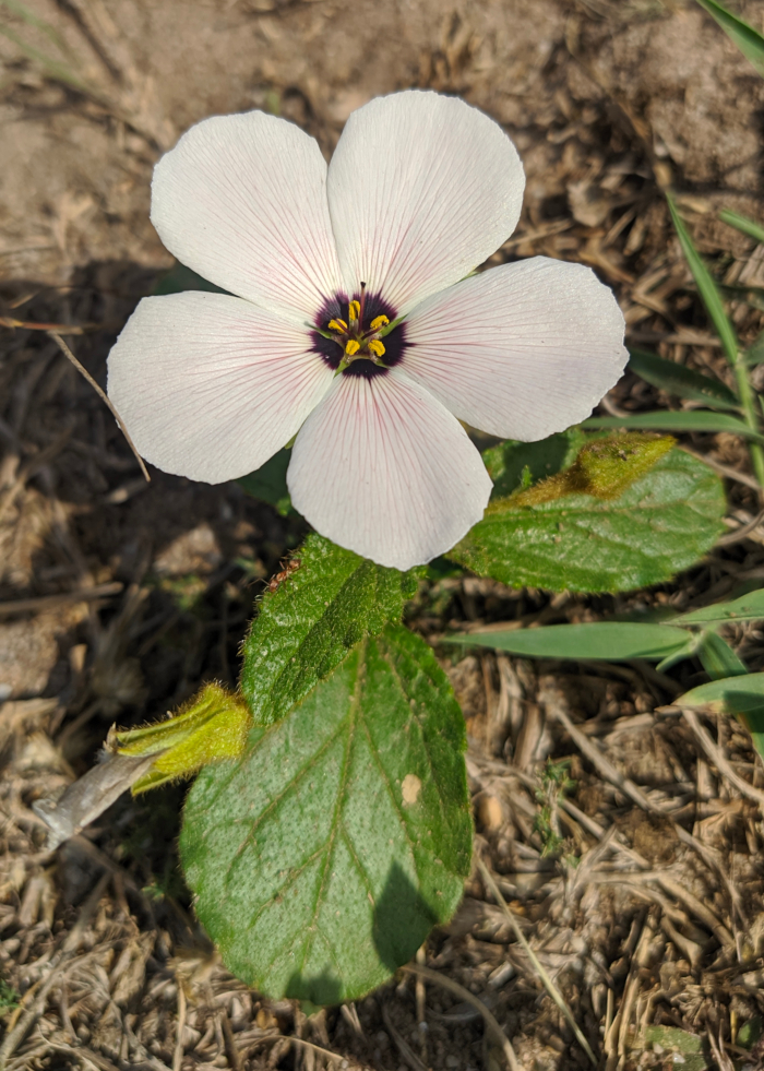 Piriqueta taubatensis