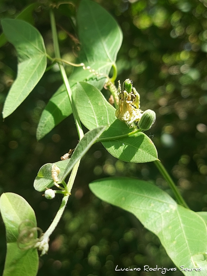 Passiflora misera
