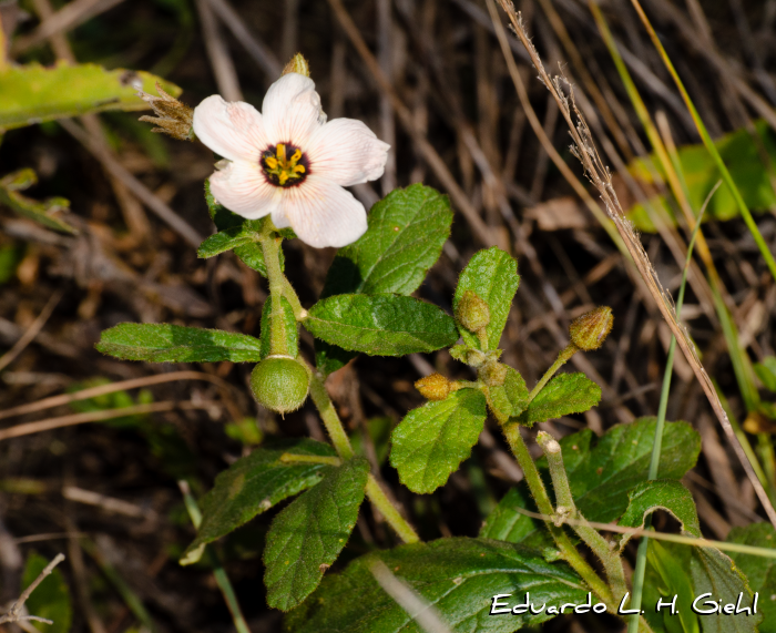 Piriqueta taubatensis