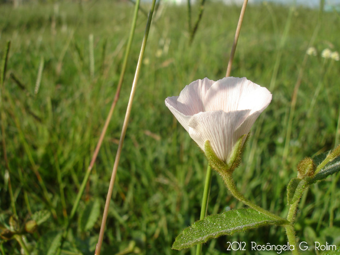 Piriqueta taubatensis