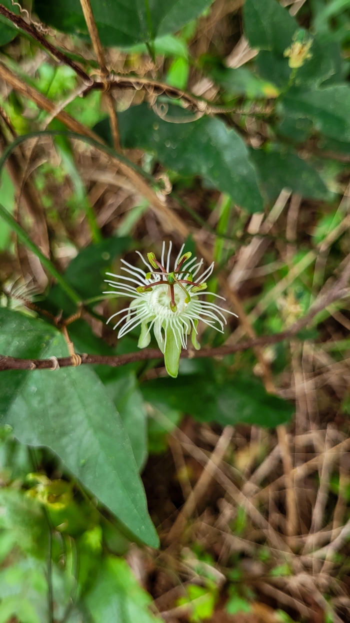 Passiflora misera