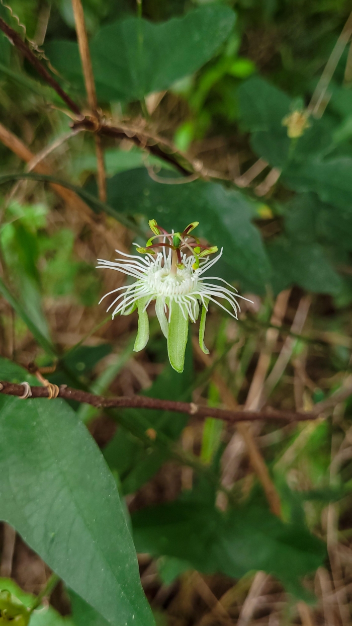 Passiflora misera