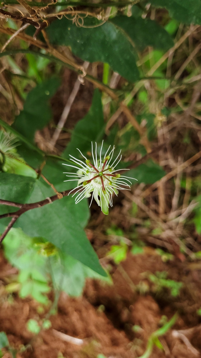 Passiflora misera