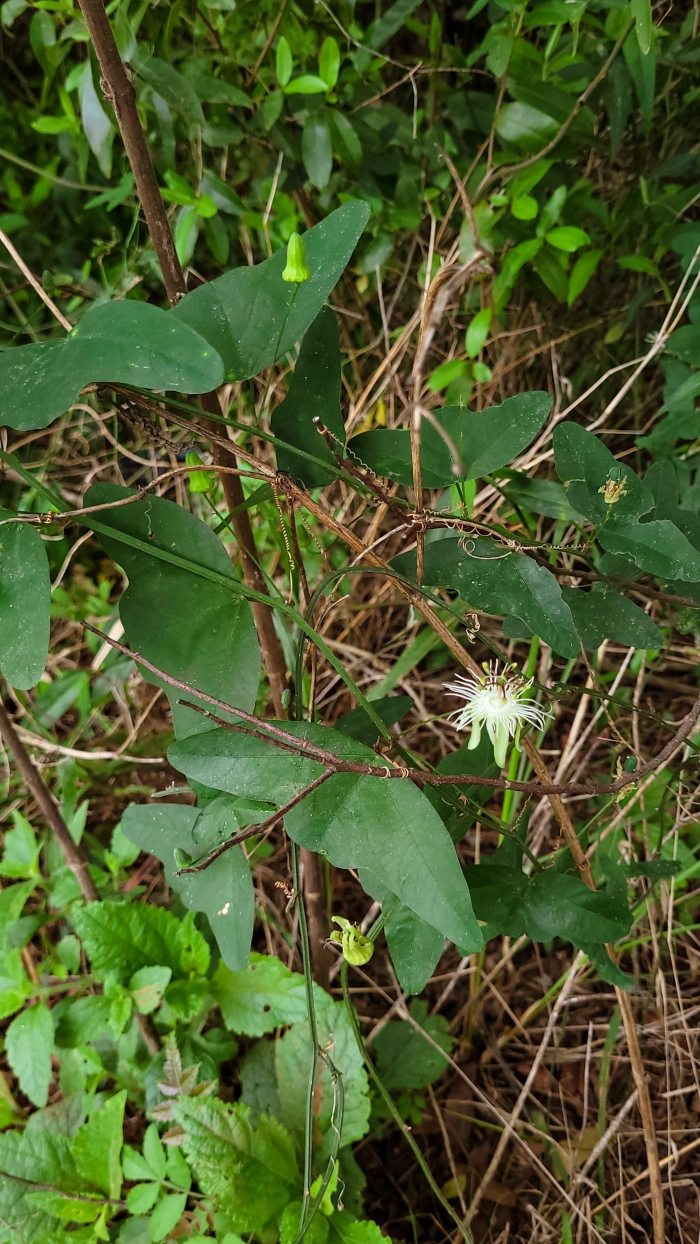 Passiflora misera