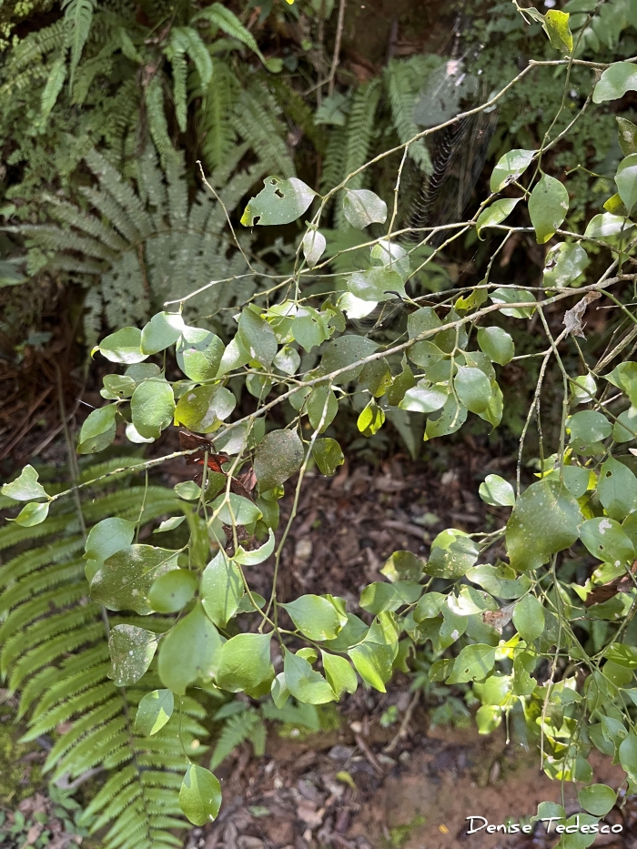 Schaefferia argentinensis