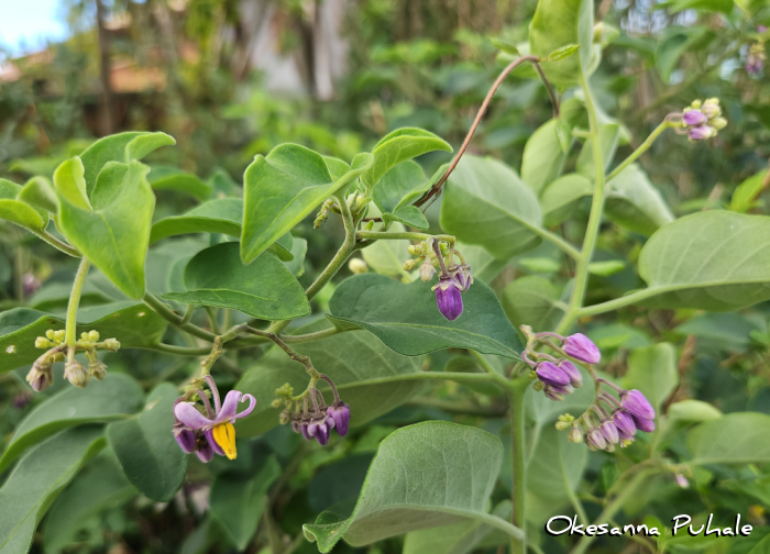Solanum pelagicum