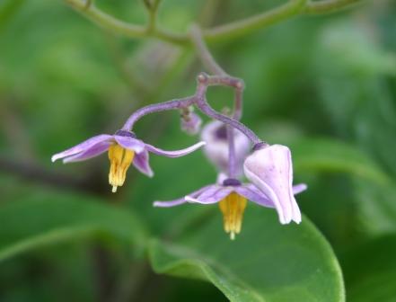 Solanum pelagicum