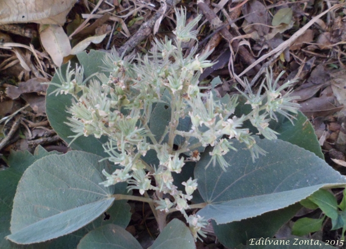 Bastardiopsis densiflora