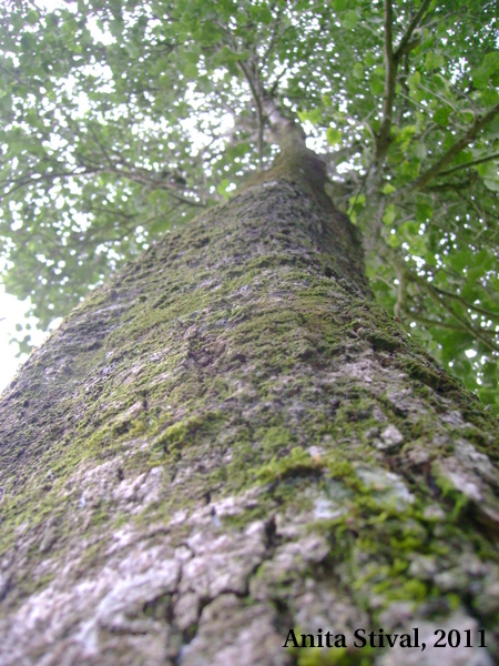 Bastardiopsis densiflora