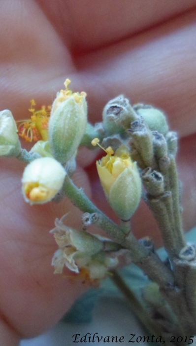 Bastardiopsis densiflora