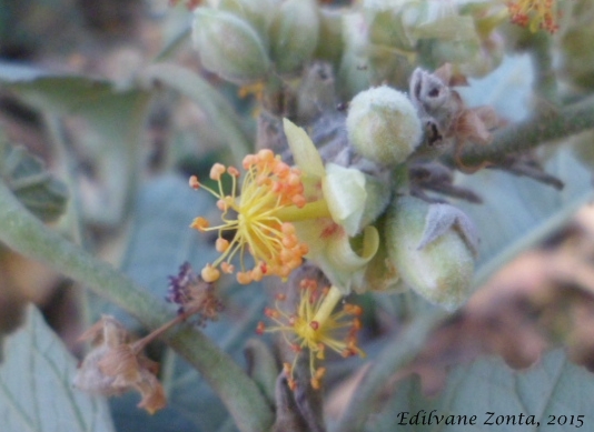 Bastardiopsis densiflora