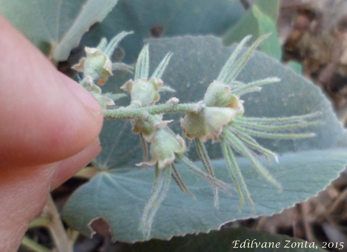 Bastardiopsis densiflora