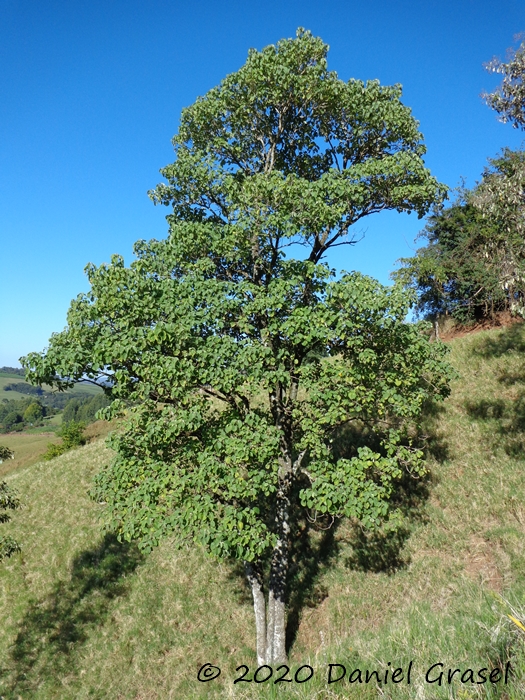 Bastardiopsis densiflora