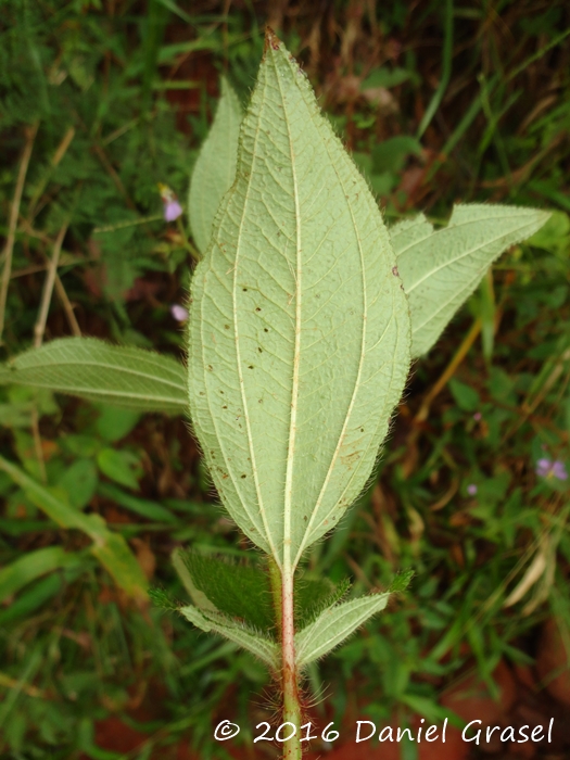 Tibouchina cerastifolia