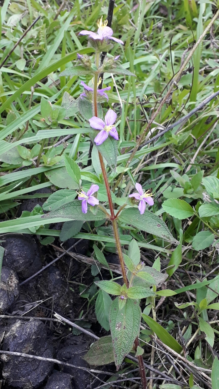 Tibouchina cerastifolia