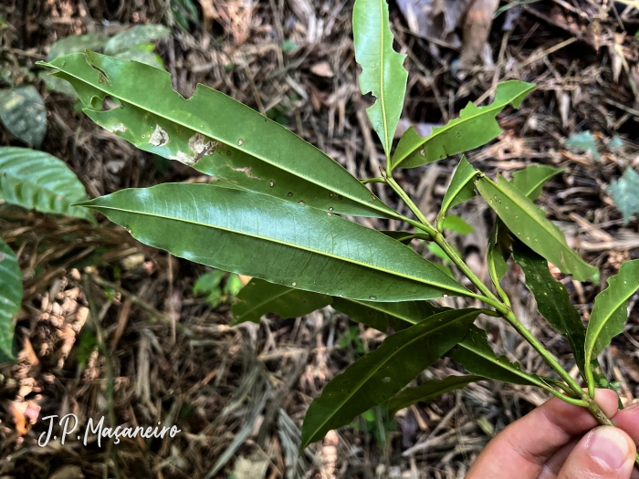 Vochysia magnifica