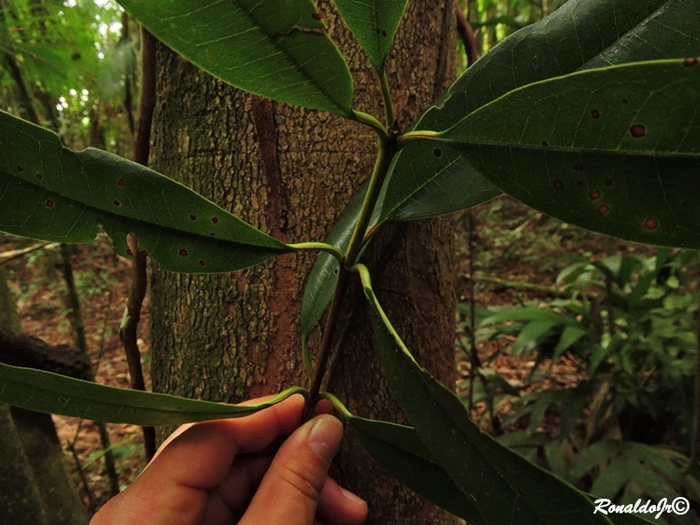 Vochysia magnifica