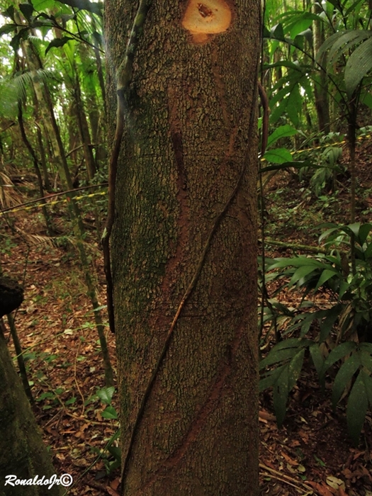 Vochysia magnifica