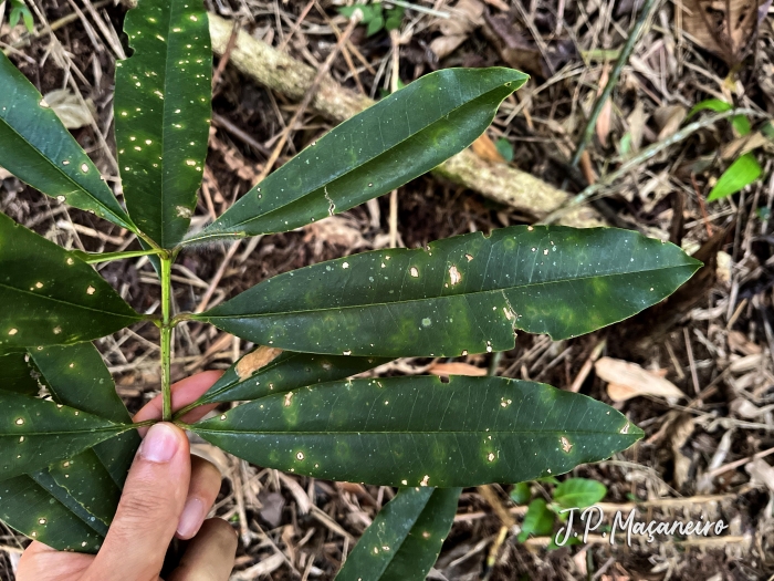 Vochysia magnifica