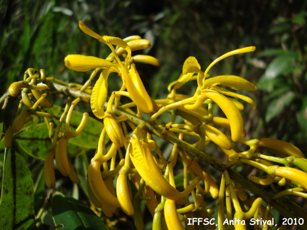 Vochysia magnifica