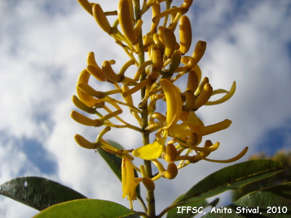 Vochysia magnifica