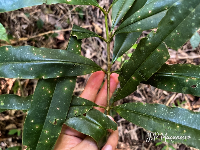 Vochysia magnifica